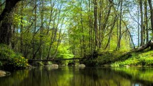 Romantiska atpūta dabas vidū